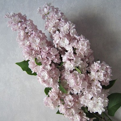 siren_obyknoven_miloserdie