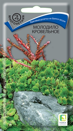 molodilo_krovelnoe