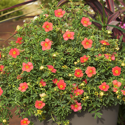 lapchatka_kustar_ red_issima (1)