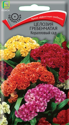 cellozia_greben_korallovy_sad (1) cellozia_greben_korallovy_sad (1)