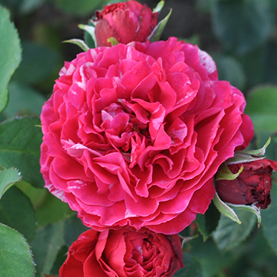 rosa_floribunda_freska_konstantina