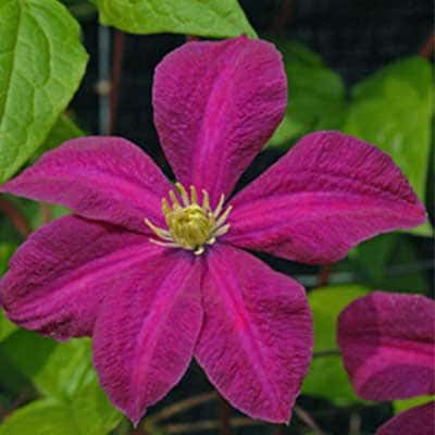 cl_clematis_kryspina (1)
