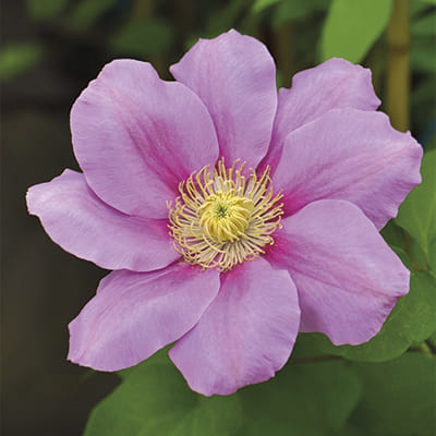 cl_clematis_pink_beauty (1)