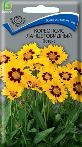 koreopsis_krupnocvet_poteha (1)