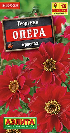 Георгина Опера красная (1) (1)