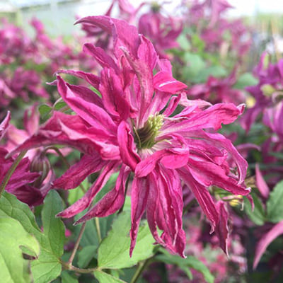 cl_clematis_rosalyn (1)