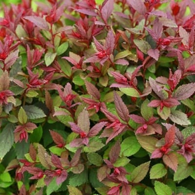 spirea_japan_double_play_artisan (1)