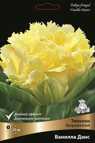 tyulpan-bakhromchatyy-vanilla-dans-kaper