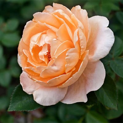 rosa_chaino_gibrid_abey_de_cluny (1)