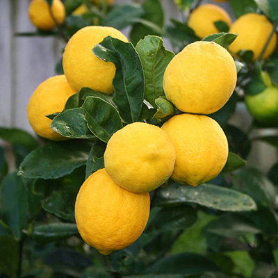 citrus_limon_meyera