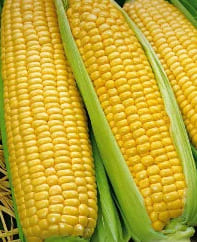 Кукуруза детская сахарная 5гр (бел.пакет)