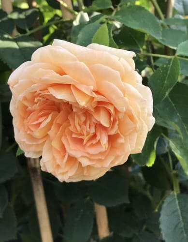 rosa-english-bathsheba-krupnyy-plan (1)