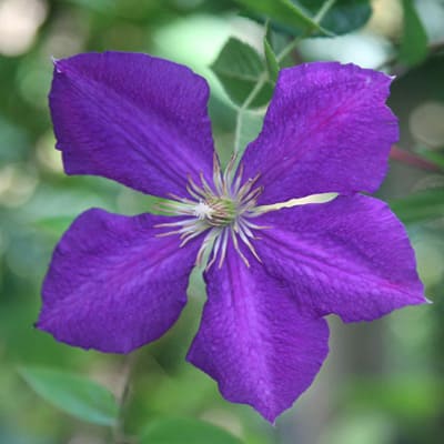 cl_clematis_jackmanii (1)