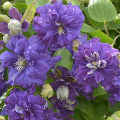 cl_clematis_floral_dance (1)