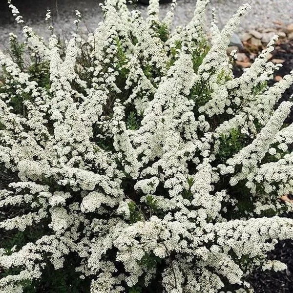 Спирея ниппонская Сноумаунд 1 (1)