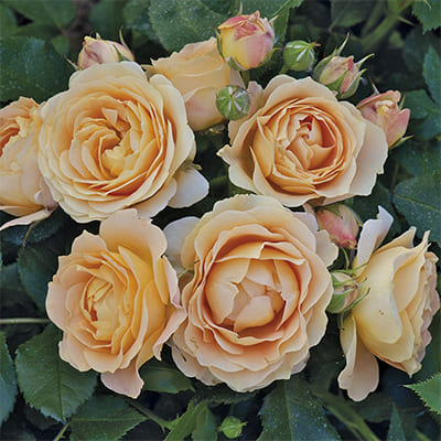 rosa_floribunda_doiche_vita (1)