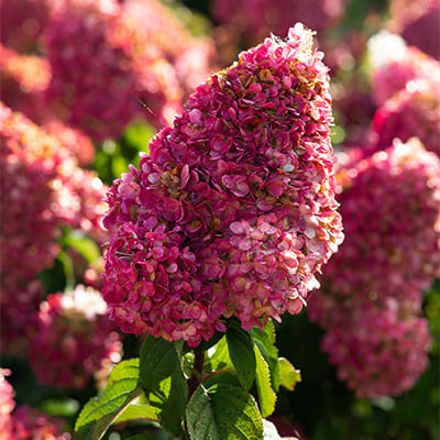 gorten_metel_stroberry_blossom (1)