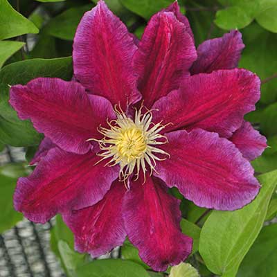 cl_clematis_hania