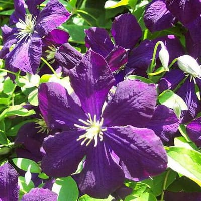 cl_clematis_polish_spirit (1)