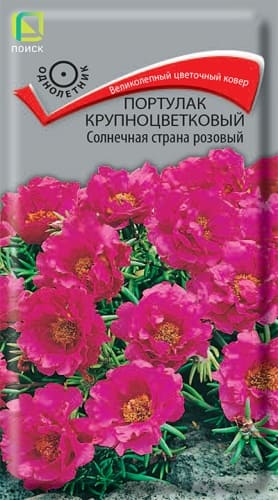 portulak_krupnocvet_solnechnaya_strana_rozovy (1)
