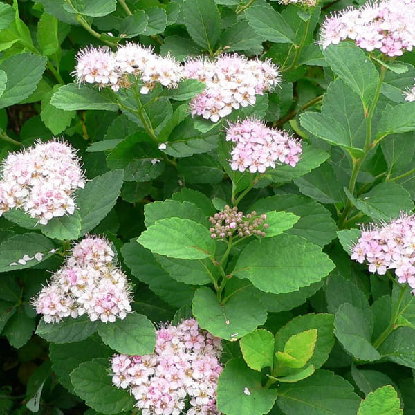 Спирея березолистная Пинк Спаклер (1)