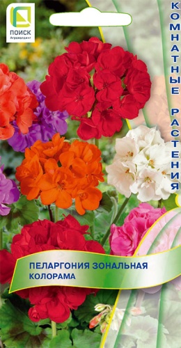 pelargonia_zonalnaya_kolorama