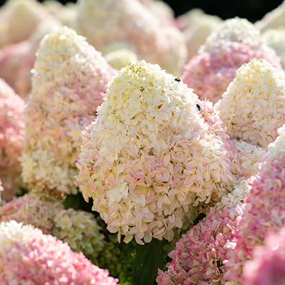 gorten_metel_summer_love (1)