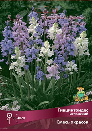 giacintoides_ispan_smes_okrasok_kaper (1)