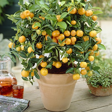 citrus_mandarin_retikulata