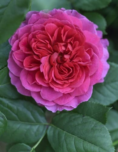 rosa-english-gabriel-oak-krupnyy-plan (1)