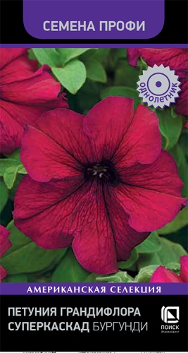 petunia_grandiflora_superkaskad_burgundi
