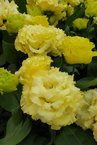 eustoma_krupnotsvetkovaya_korelli_ellou_1 (1)