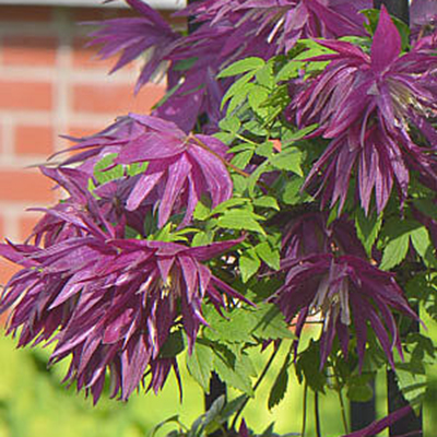 cl_clematis_purple_surprise