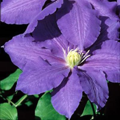 cl_clematis_lasurstern (1)