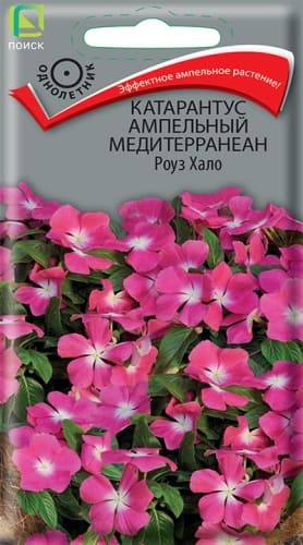 katarantus_ampelnyy_mediterranean_rouz_khalo (1)