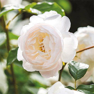 rosa_english_park_desdemona