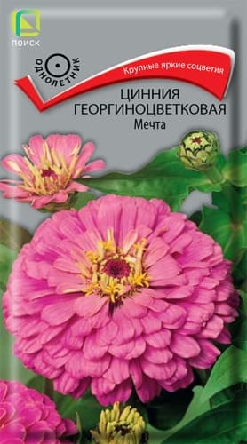 cinnia_georg_mechta (1)