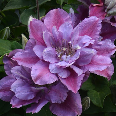 cl_clematis_birthday_girl (1)