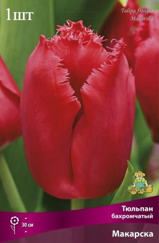 image (41)