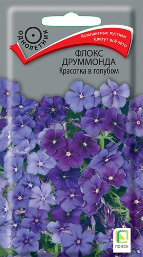 floks_drummonda_krasotka_v_golubom