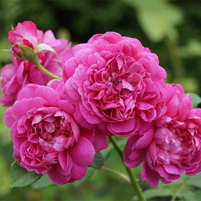 rosa_english_park_princess_anne (1)