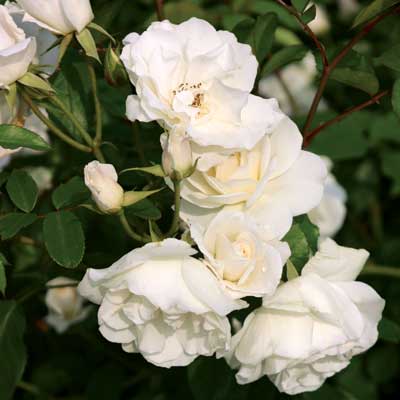 rosa_plet_climing_iceberg