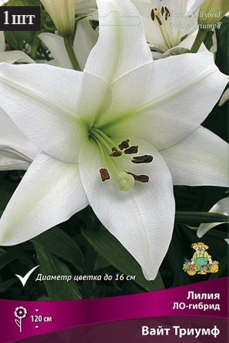 image (35)