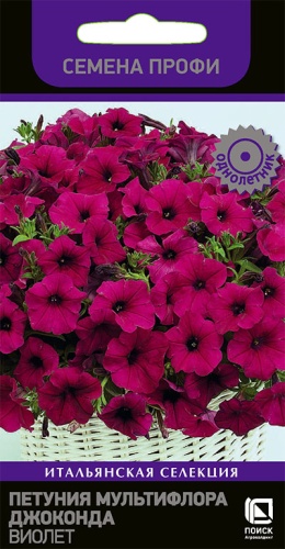 petunia_multiflora_joconda_violet