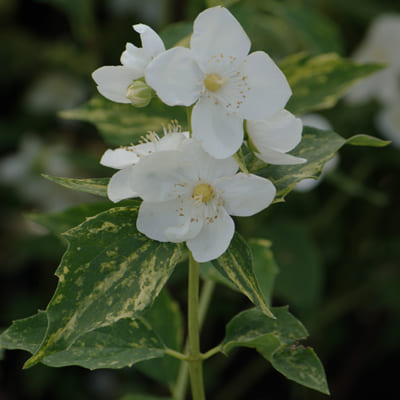 zhasmin_sadov_innosens (1)