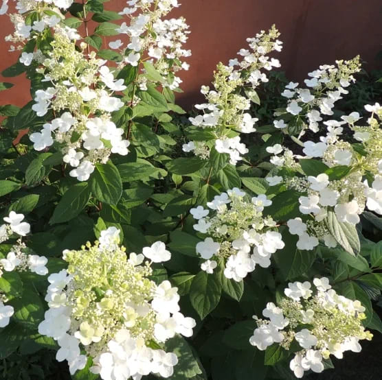 Гортензия метельчатая Кьюшу