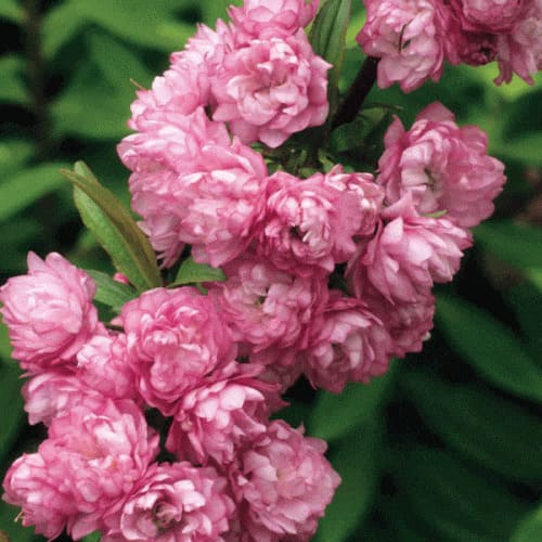 sakura_oshidory_rosea_plena-0000