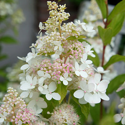 gorten_metel_confetti (1)