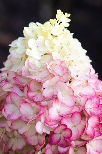 gorten_metel_colorful_coctail (1)