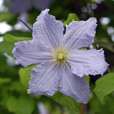 cl_clematis_blekitny_aniol